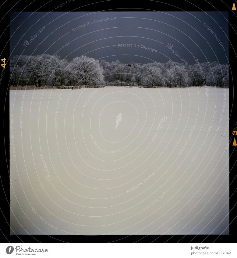 winter Environment Nature Landscape Sky Winter Ice Frost Snow Tree Forest Coast Lakeside Prerow Prerow river Dark Cold Moody Colour photo Subdued colour