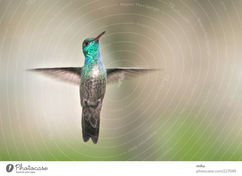 Beija Flor Nature Animal Bird 1 Flying Glittering Green Hummingbirds Colour photo Exterior shot Close-up Day Blur Shallow depth of field Animal portrait Looking