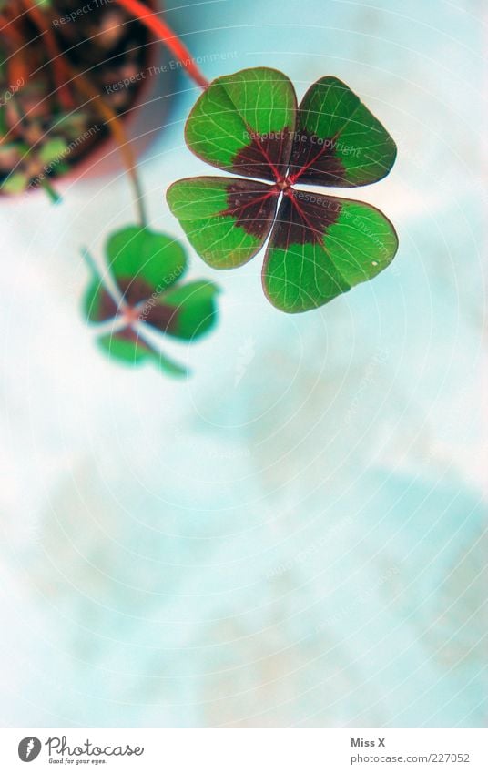 Lucky Clover III Plant Leaf Pot plant Happy Good luck charm Symbols and metaphors Cloverleaf Four-leaved Four-leafed clover Colour photo Multicoloured Close-up