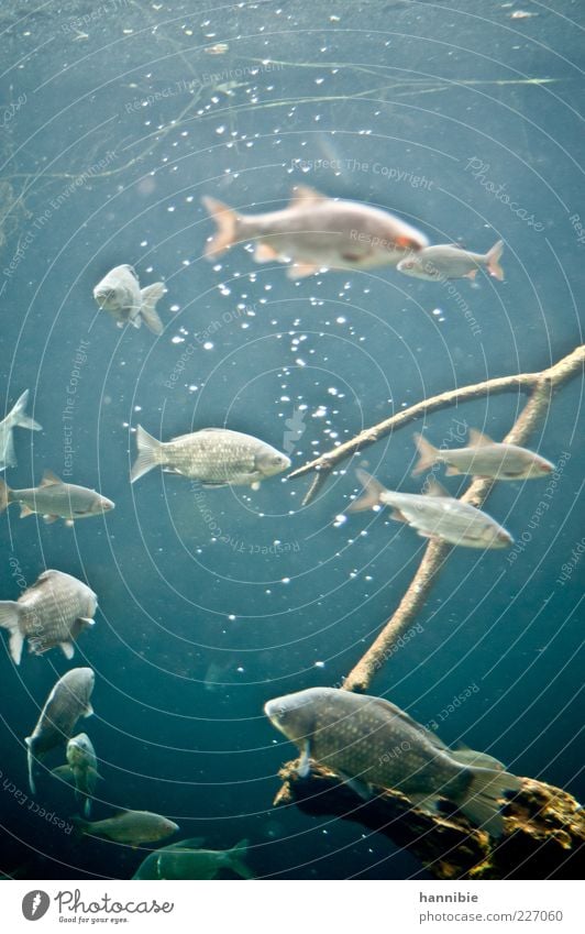 Fridays Fish Environment Nature Animal Pond Lake Brook River Wild animal Aquarium Flock Blue Gray Air bubble Cold Water Wet Colour photo Underwater photo