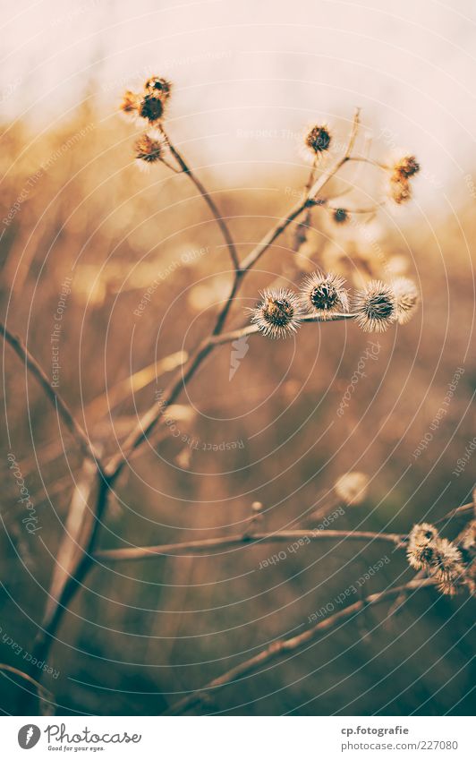 torpor Nature Plant Autumn Winter Wild plant Old Subdued colour Twilight Shallow depth of field Shriveled Twigs and branches Stalk Deserted Copy Space bottom