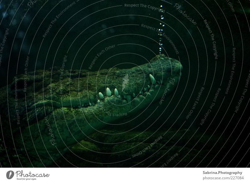 Treacherous bubbles Elegant Animal Wild animal Aquarium 1 Water Breathe To enjoy Sadness Aggression Esthetic Threat Dark Authentic Rebellious Willpower Might