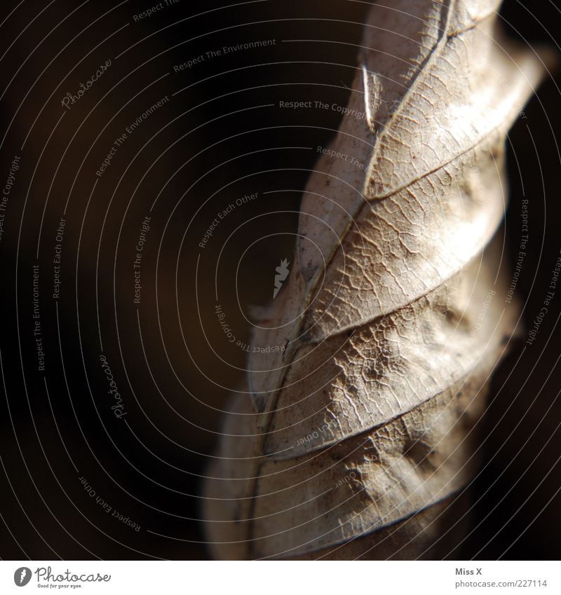 arid Autumn Leaf To dry up Old Dry Brown Rachis Beech leaf Limp Colour photo Close-up Macro (Extreme close-up) Deserted Copy Space left Neutral Background