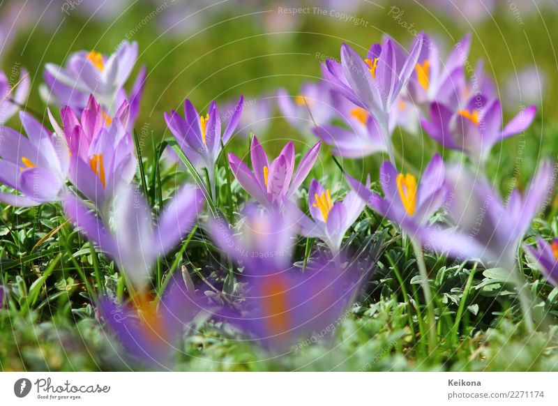 Light purple crocuses on spring meadow. Joy Happy Harmonious Tourism Trip Environment Nature Landscape Plant Spring Flower Grass Leaf Blossom Wild plant Garden