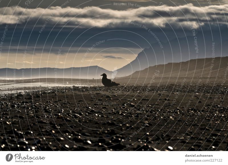 Dream beach with seagull Far-off places Environment Nature Climate Weather Coast Beach Ocean Gray Black White Horizon Iceland Scandinavia Lava beach