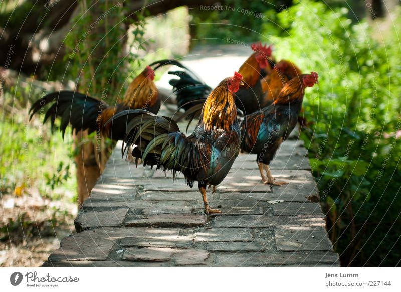 Chicken Nuggets Animal Bird Wing Green Red Black Thailand Rooster Wall (barrier) Hedge Summer Hot Looking Wait Stand Formation Multicoloured Colour photo