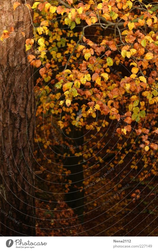 Golden Crown Nature Autumn Climate Weather Leaf Forest Brown Yellow Deciduous tree Beech tree Beech wood Beech leaf September October Tree bark Colour photo