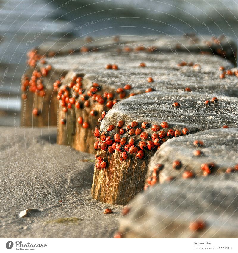 The big crawl Beetle Ladybird Exceptional Red Baltic Sea Break water Sand Plagues Climate change Colour photo Exterior shot Shallow depth of field