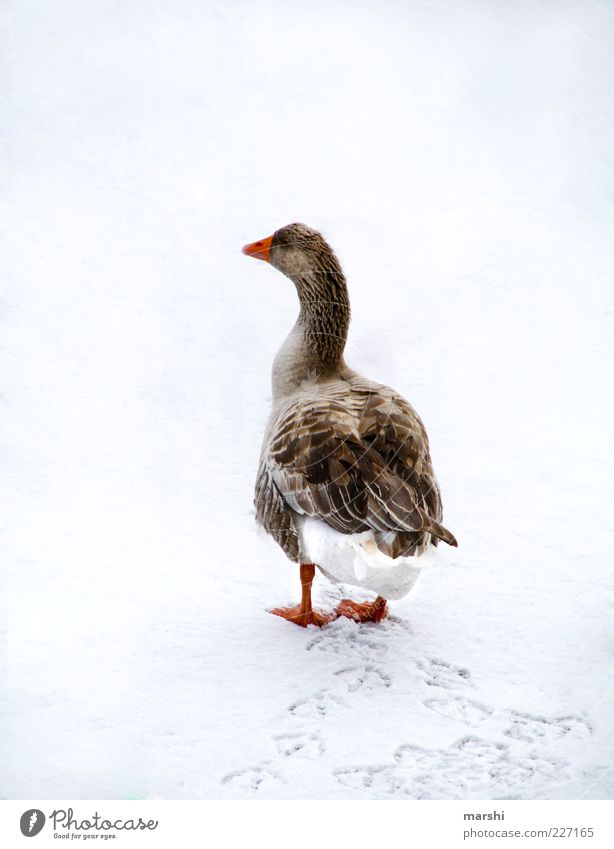 A whole goose Nature Animal Farm animal 1 White Goose Winter Tracks Animal tracks Waddle Seasons Cold Colour photo Exterior shot Feather Rear view Snow