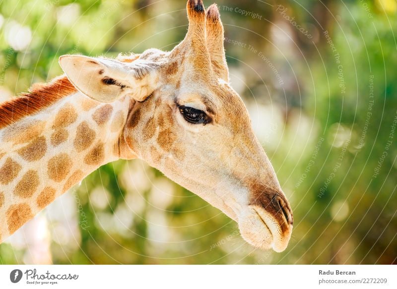 Wild African Giraffe Portrait Safari Nature Animal Summer Beautiful weather Park Wild animal Animal face 1 Tall Long Funny Cute Brown Multicoloured Green White