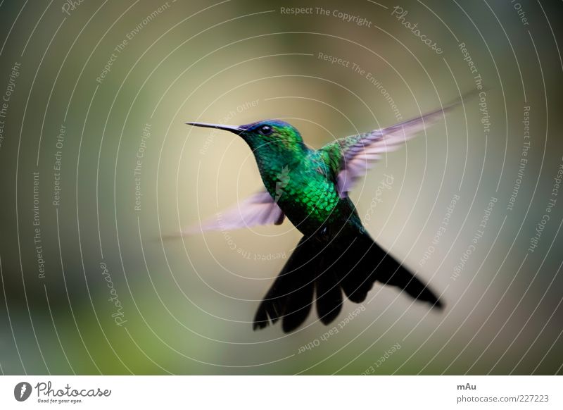 Beija Flor .2 Nature Animal Wild animal Bird 1 Flying Glittering Cute Green Brazil Hummingbirds Colour photo Multicoloured Exterior shot Close-up Day