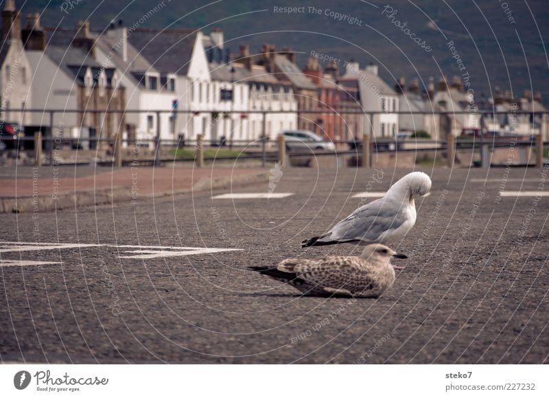 Highnoon in Ullapool ulllapool Scotland Port City House (Residential Structure) Street Seagull 2 Animal Relaxation Break Contemplative Exterior shot Asphalt Sit