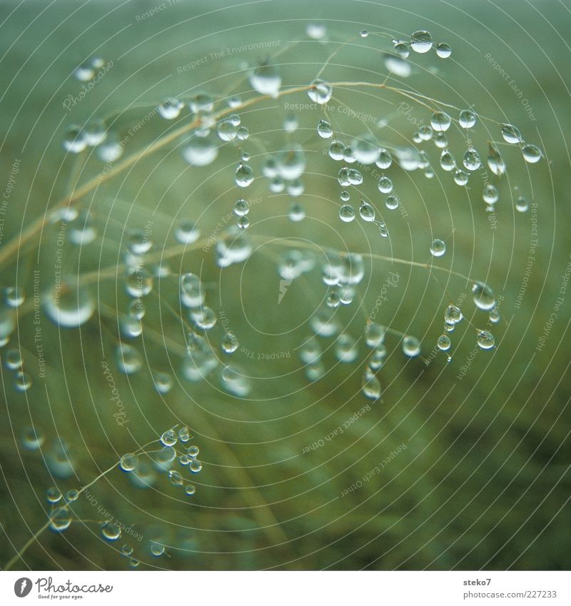 beaded Drops of water Grass Meadow Hang Esthetic Green Contentment Pure Moody Delicate Subdued colour Exterior shot Close-up Detail Deserted