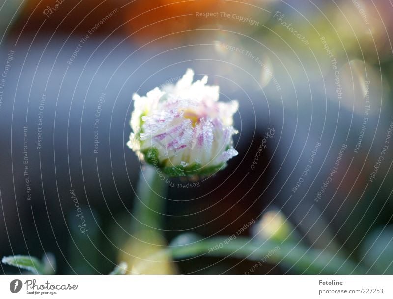 Deep frozen daisies Environment Nature Plant Elements Ice Frost Flower Blossom Daisy Blossom leave Frozen Cold Exterior shot Copy Space top Light Sunlight