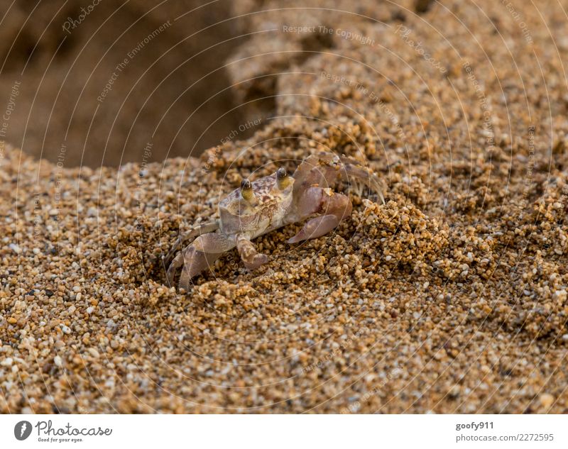 Little Crawler Vacation & Travel Adventure Summer Beach Ocean Environment Nature Sand Animal Wild animal Animal face Claw Shrimp Rosary pea 1 Movement Discover