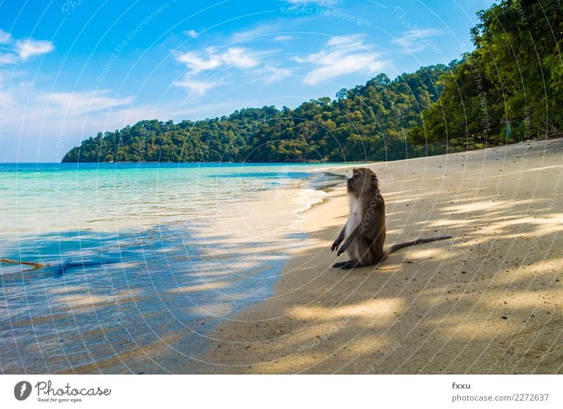 savour Beach Thailand Landscape Ocean Sun Sit To enjoy Sky Water Funny Monkeys Blue Nature Atlantic Ocean Island Rock Forest Tree Sand Relaxation Sunbathing