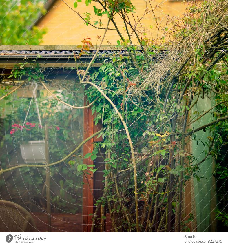 Grandpa's summerhouse Garden Summer Rose Authentic Simple Multicoloured Green Joy Contentment Joie de vivre (Vitality) Romance Relaxation Idyll Gardenhouse