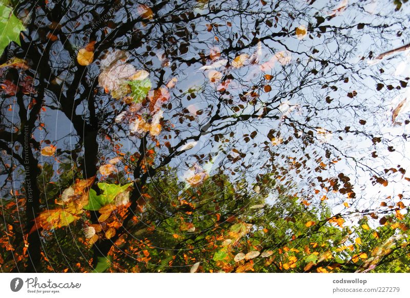 muddle Environment Nature Sky Autumn Tree Lake Brown Yellow Green Deciduous tree Seasons Colour photo Exterior shot Silhouette Reflection Water reflection