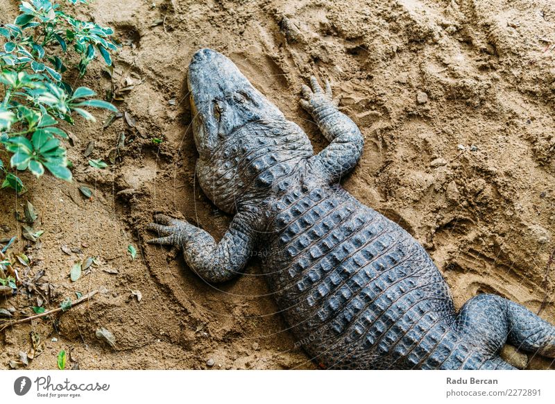 Alligator Top View Nature Animal Wild animal 1 Aggression Threat Dangerous Reptiles wildlife predator American Marsh head crocodile Tropical danger marine