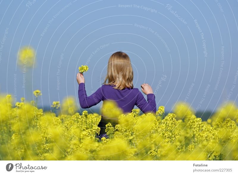 Hello Summer Environment Nature Plant Blossom Agricultural crop Field Bright Natural Blue Yellow Violet Canola Canola field Colour photo Multicoloured