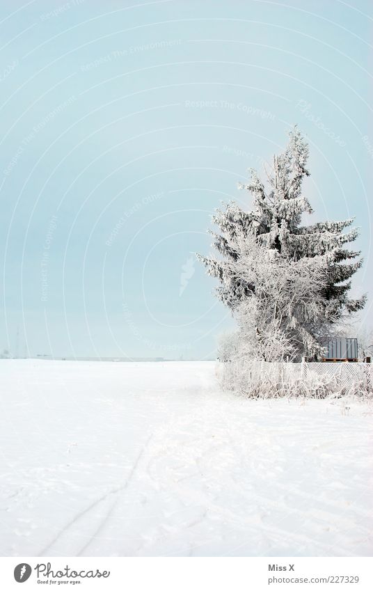 chill Nature Weather Beautiful weather Ice Frost Snow Tree Meadow Field Cold White Hoar frost Fence Garden fence Fir tree Winter mood Winter's day Snowscape