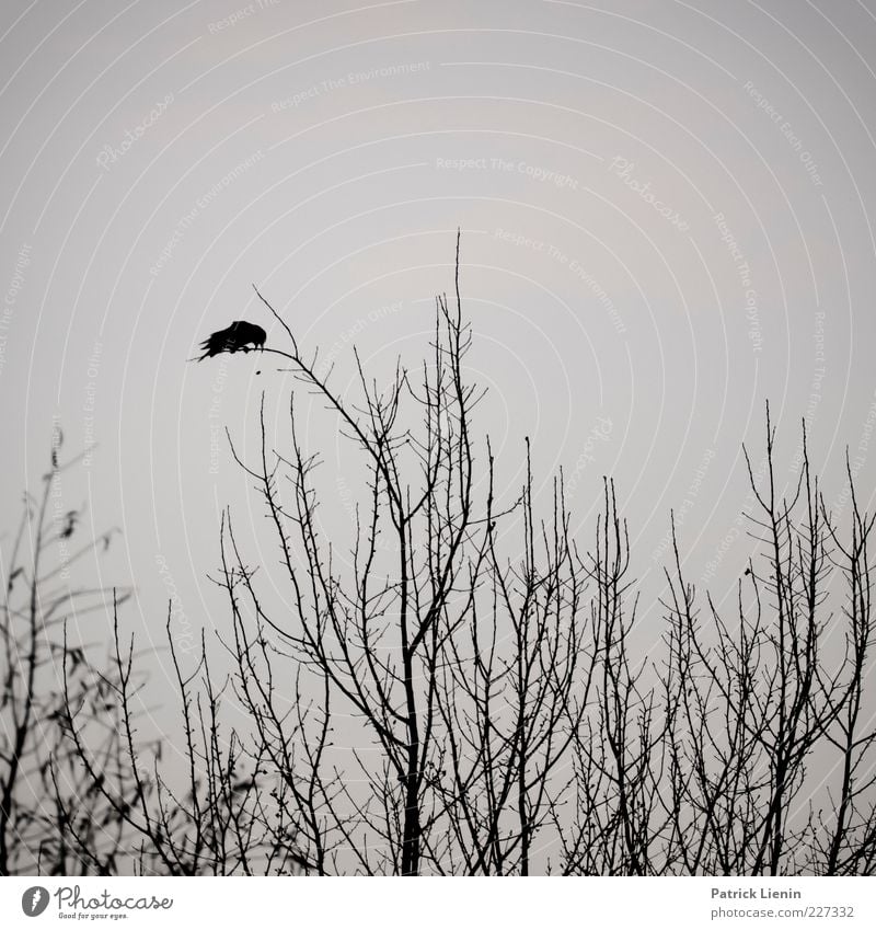 From Dusk Till Dawn Environment Nature Plant Animal Air Tree Wild animal Bird 1 Crouch Dark Creepy Moody Crow Sit Beak Gray Black Black & white photo Deserted