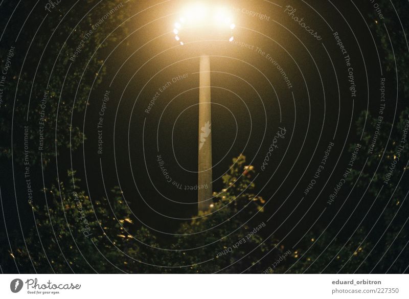 origin Tree Bushes Dark Lantern UFO lamp Majestic Colour photo Exterior shot Deserted Copy Space left Copy Space right Night Artificial light Light Shadow