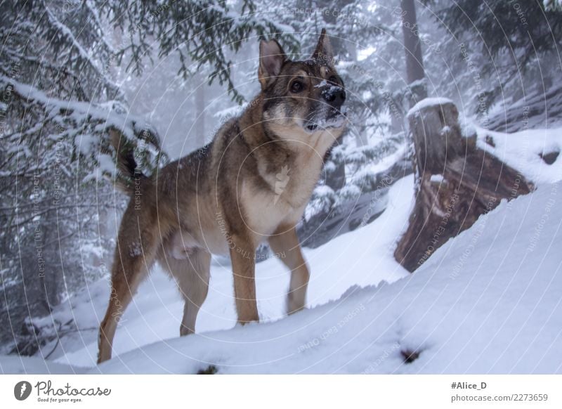 Wolfhound in Winter Magic Forest Environment Nature Landscape Climate Weather Fog Ice Frost Snow Snowfall Tree Fir branch Fir tree Animal Pet Wild animal Dog