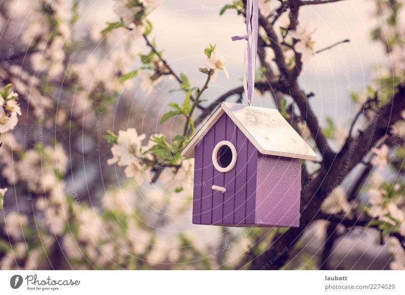 Spring birdhouse Nature Tree Flower Cherry blossom Cherry tree Almond blossom Almond tree Wild animal Bird Birdhouse Catch Feeding Friendliness Happiness Retro