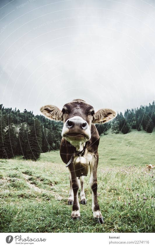 Hello, Mrs. Cow. Contentment Leisure and hobbies Trip Adventure Freedom Mountain Hiking Nature Landscape Sky Clouds Summer Weather Meadow Forest Hill