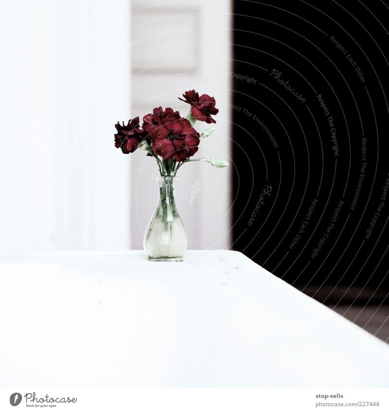 RBE Plant Flower Blossom Illuminate Esthetic Modern Red Style Vase Illustration High-key Plain Life Bouquet Colour photo Deserted Clean Glass Reflection