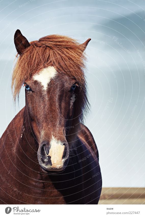 Ponies Pony Nature Landscape Animal Sky Clouds Wind Farm animal Wild animal Horse Animal face 1 Esthetic Friendliness Natural Moody Mane Iceland Iceland Pony