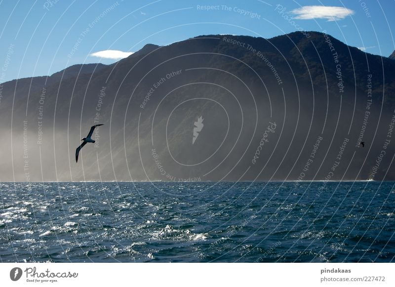 pure nature Lake Bird 2 Animal Joie de vivre (Vitality) Life Milford Sound Day Fog Haze Mountain New Zealand Flying Water reflection Reflection