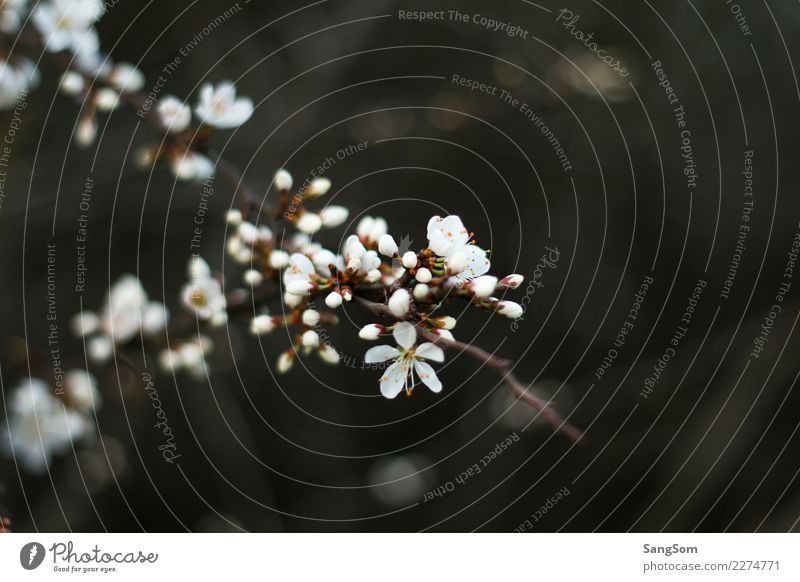 spring bloomers Environment Nature Plant Spring Weather Tree Flower Blossom Garden Park Blossoming Fantastic Brown Gray White Emotions Spring fever Anticipation