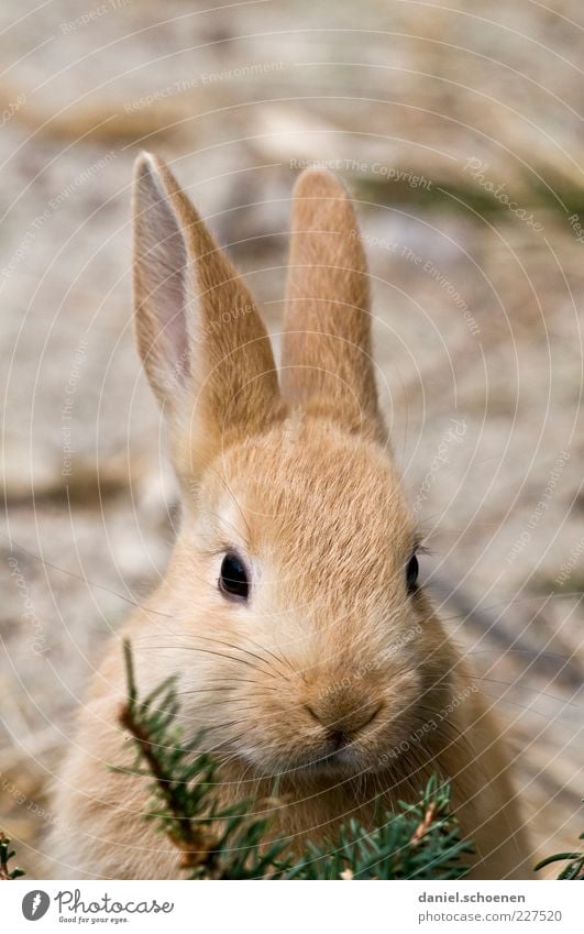 Easter shasha Animal Pet 1 Beautiful Soft Easter Bunny Hare & Rabbit & Bunny Ear Animal portrait Looking Looking into the camera Forward Hare ears Eyes Nose