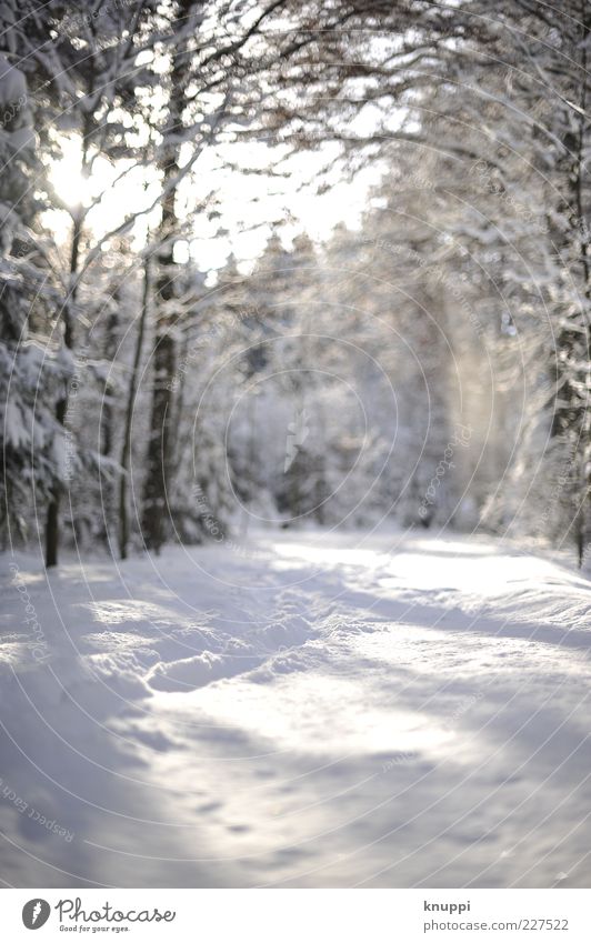 Tracks in the snow Winter Snow Environment Nature Landscape Plant Sunlight Beautiful weather Tree Forest Brown White Ground level Cold Deserted Natural