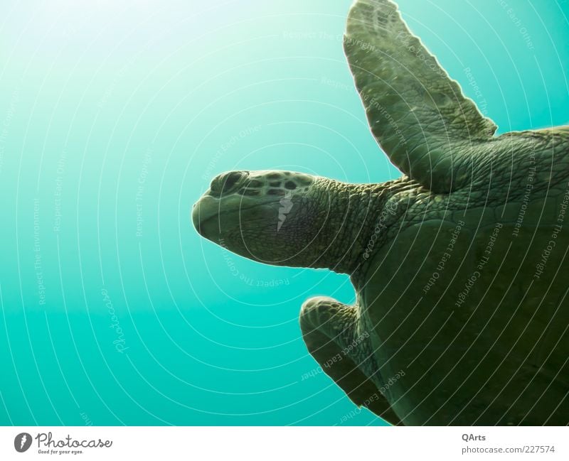 turtle Environment Nature Water Ocean Indo-Pacific Animal Turtle 1 Dive Exotic Free Gigantic Calm Green turtles Turquoise Philippines Cebu Reptiles Colour photo