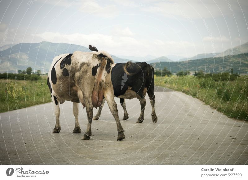 Blockade. Meat Nutrition Organic produce Trip Summer Hiking Landscape Sky Clouds Horizon Beautiful weather Transport Traffic infrastructure Street Animal