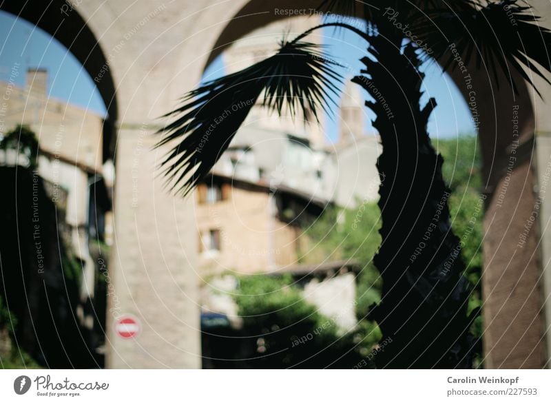 Palm tree. Summer Cloudless sky Sun Tree Leaf France Village Town Old town Deserted House (Residential Structure) Church Dome Places Bridge Tower Gate