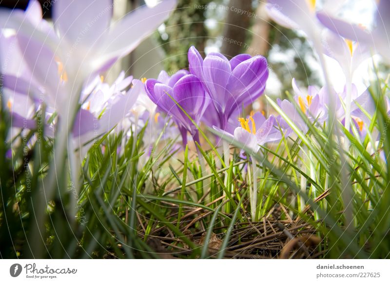 Don't be jealous! Nature Plant Spring Climate Blossom Meadow Green Crocus Close-up Macro (Extreme close-up) Light Blossom leave Violet Spring flower