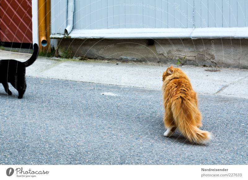 macho Beautiful Deserted Street Animal Pet Cat 2 Rutting season Observe Cuddly Curiosity Desire Longing Envy Relationship Resolve Fiasco Macho Machismo