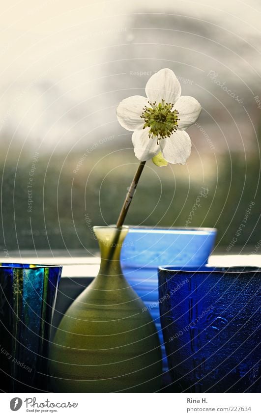 waiting for spring Flower Christmas rose Vase Blue Green Window Window board Still Life Colour photo Interior shot Deserted Copy Space top Back-light