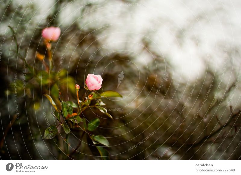 last roses Environment Nature Plant Flower Bushes Rose Brown Pink Bush rose Colour photo Exterior shot Detail Deserted Copy Space right Copy Space top Day