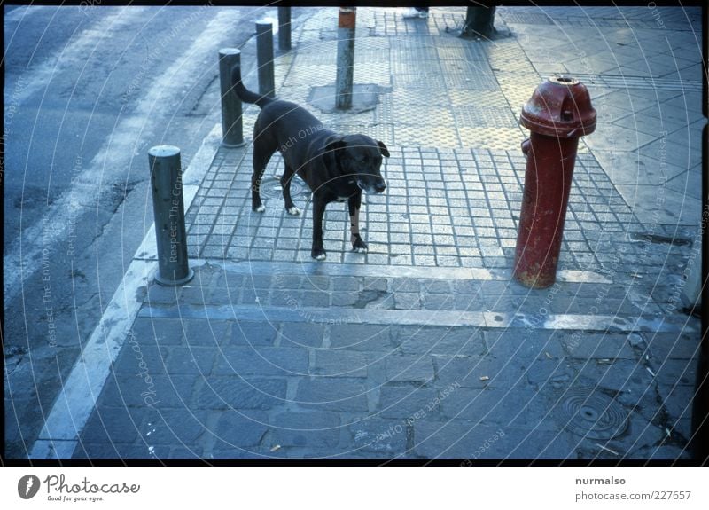 Dog & Hydrant Lifestyle Fire hydrant Environment Street Lanes & trails Animal Pet Stone Steel Sign Free Trashy Gloomy Under Town Wild Love of animals Fear