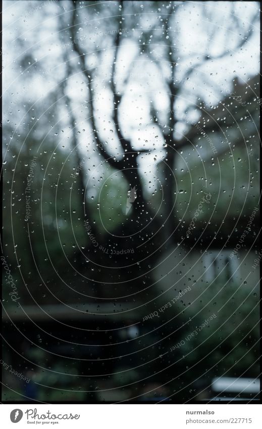 Drops on the window Environment Nature Landscape Bad weather Rain Tree Garden House (Residential Structure) Window Glittering Cold Wet Trashy Gloomy Moody