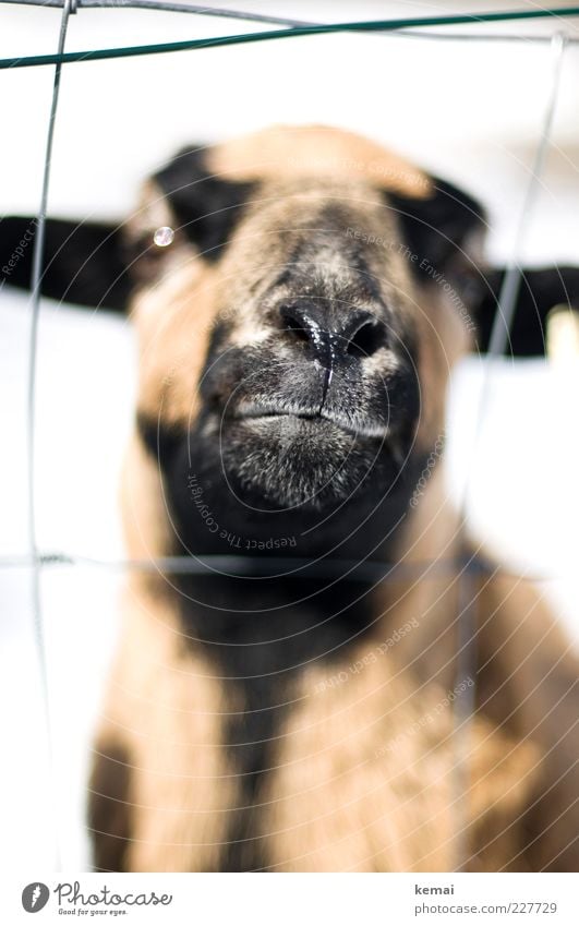 Lady of the world Animal Farm animal Animal face Sheep Snout Nose Eyes Head 1 Fence Looking Brash Bright Self-confident Cool (slang) Arrogant Pride High spirits