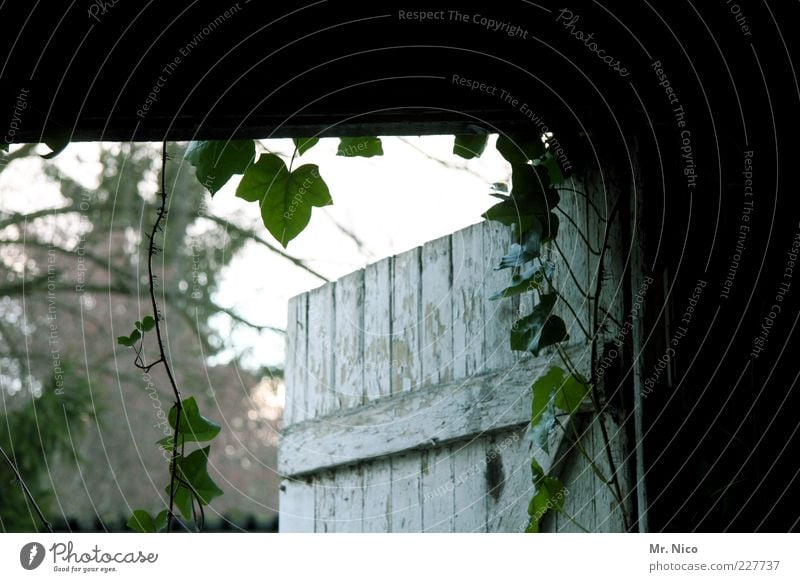 In or out? Plant Ivy Leaf Decline Wooden door Wooden gate Entrance Way out Storage shed Open Mysterious Architecture Old Nostalgia Barn door Tendril Day