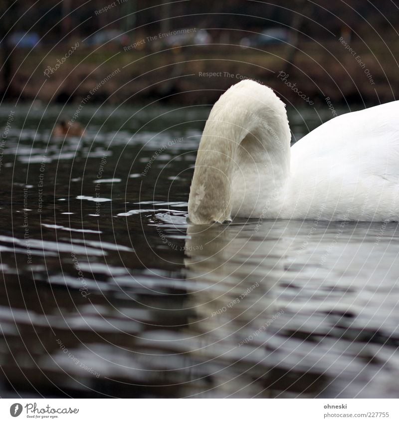 shell divers Animal Water River Wild animal Swan 1 To feed Drinking Dive Hide Colour photo Subdued colour Copy Space bottom Day Animal portrait Foraging