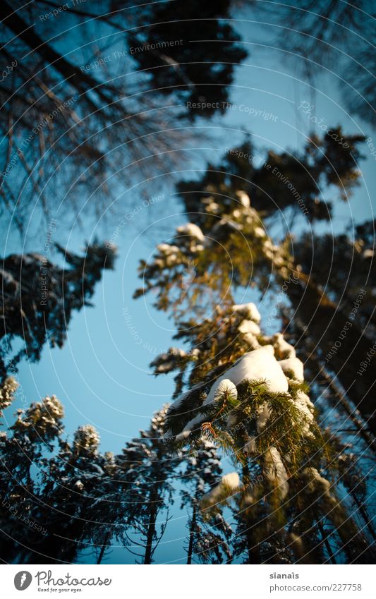 Ents Environment Nature Landscape Plant Sky Winter Beautiful weather Ice Frost Snow Tree Forest Large Tall Cold Treetop Heavy Suspended Hang Branch Snow layer