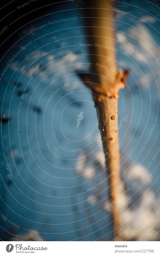 stiff as a poker Nature Plant Winter Ice Frost Snow Cold Near Blue Stick Fir tree Direct Blur Tilt-Shift Twig Branch Tree trunk Sprout Bleak Growth Colour photo